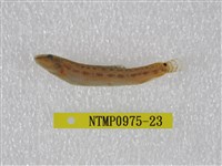 藏品(中華鰍)的圖片